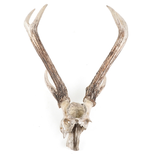 346 - A pair of taxidermy interest staghorn antlers with skull, 81cm high.