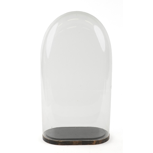 347 - A Victorian taxidermy glass dome with ebonised base, 52cm high.