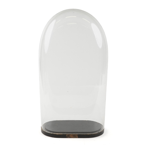347 - A Victorian taxidermy glass dome with ebonised base, 52cm high.