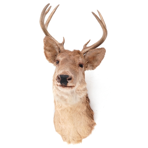 340 - A taxidermy stag's head with eight point antlers, 74cm high x 33cm wide.
