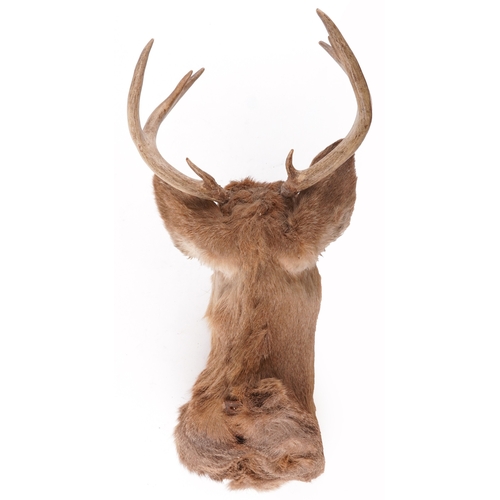 340 - A taxidermy stag's head with eight point antlers, 74cm high x 33cm wide.