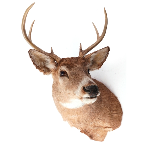 341 - A taxidermy stag's head with six point antlers, 60cm high x 43cm wide.