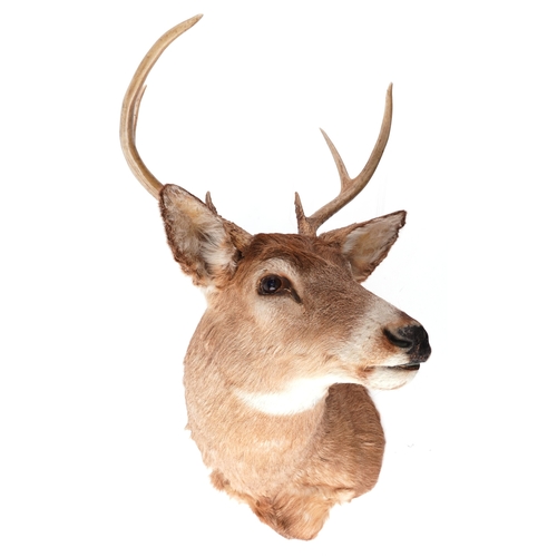 341 - A taxidermy stag's head with six point antlers, 60cm high x 43cm wide.
