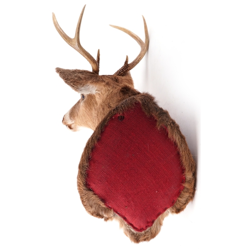 341 - A taxidermy stag's head with six point antlers, 60cm high x 43cm wide.