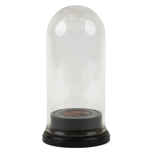 348 - A Victorian glass dome on an ebonised base, 35cm high.