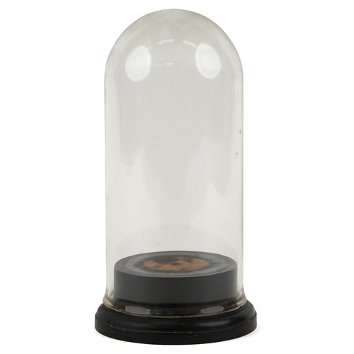 348 - A Victorian glass dome on an ebonised base, 35cm high.