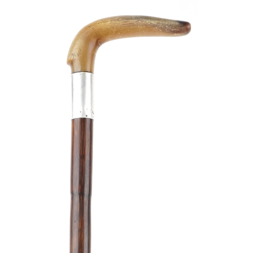 422 - A vintage cane walking stick with horn handle and silver collar, 85cm in length.