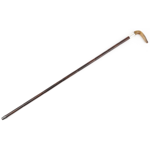 422 - A vintage cane walking stick with horn handle and silver collar, 85cm in length.