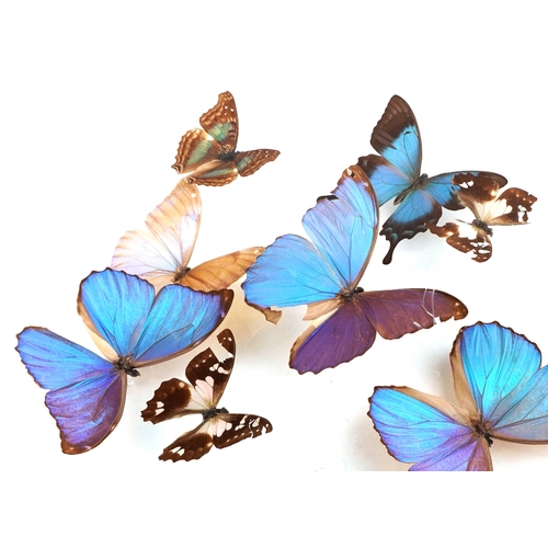 344 - A display of taxidermy butterflies housed in a Perspex display case, 43cm wide.