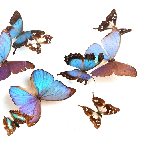 344 - A display of taxidermy butterflies housed in a Perspex display case, 43cm wide.