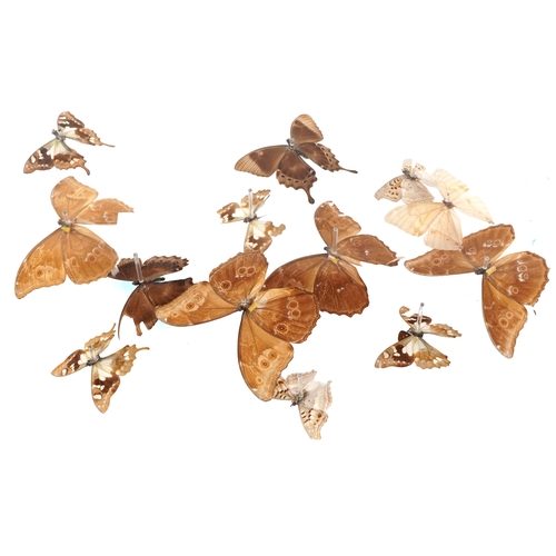 344 - A display of taxidermy butterflies housed in a Perspex display case, 43cm wide.