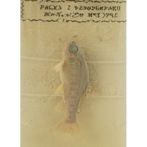 345 - A 19th century Russian taxidermy wet specimen life cycle of a salmon 29.5cm high.