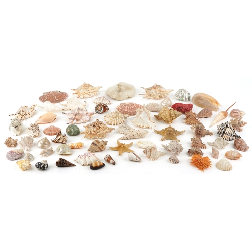 342 - A collection of conchology interest seashells and coral including starfish, spiny oysters, cowries a... 