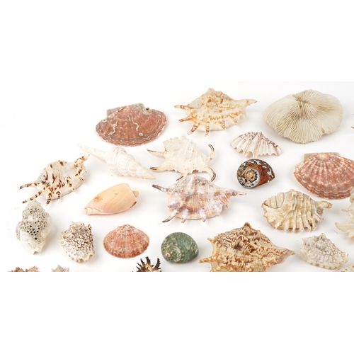 342 - A collection of conchology interest seashells and coral including starfish, spiny oysters, cowries a... 