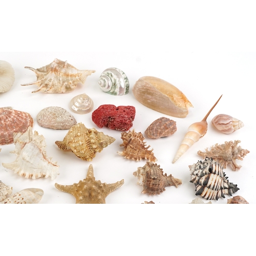 342 - A collection of conchology interest seashells and coral including starfish, spiny oysters, cowries a... 