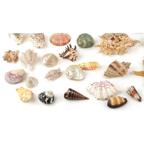 342 - A collection of conchology interest seashells and coral including starfish, spiny oysters, cowries a... 