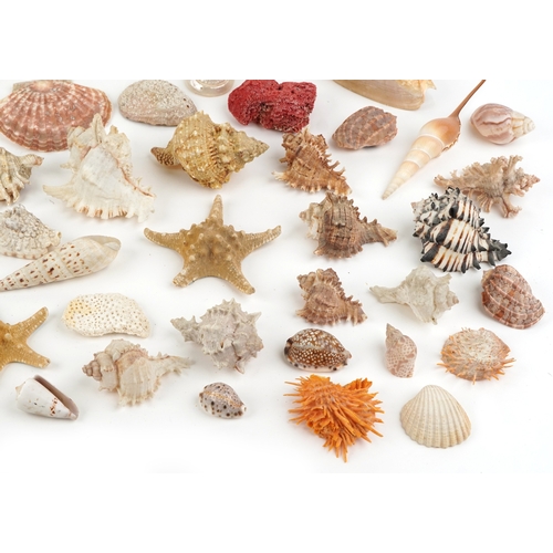 342 - A collection of conchology interest seashells and coral including starfish, spiny oysters, cowries a... 