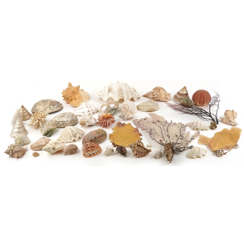 343 - A collection of conchology interest seashells and coral including a large conch shell and clam shell... 