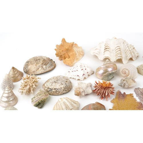 343 - A collection of conchology interest seashells and coral including a large conch shell and clam shell... 