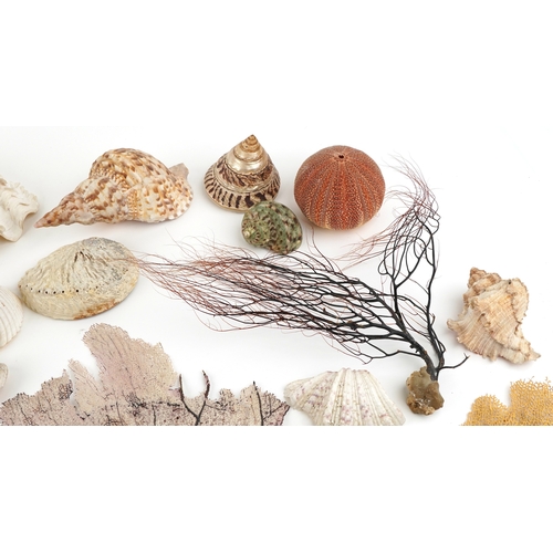 343 - A collection of conchology interest seashells and coral including a large conch shell and clam shell... 