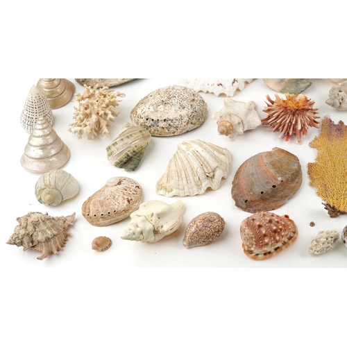 343 - A collection of conchology interest seashells and coral including a large conch shell and clam shell... 