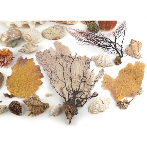 343 - A collection of conchology interest seashells and coral including a large conch shell and clam shell... 