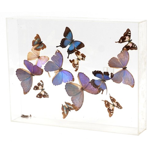 344 - A display of taxidermy butterflies housed in a Perspex display case, 43cm wide.