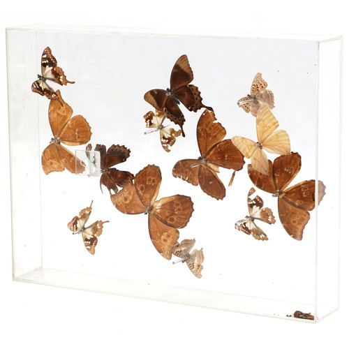 344 - A display of taxidermy butterflies housed in a Perspex display case, 43cm wide.