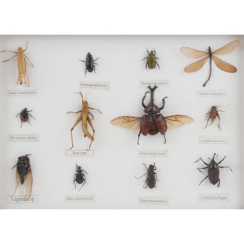 A collection of specimen insects housed in a display case including ...