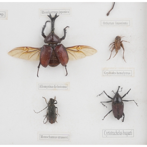 A collection of specimen insects housed in a display case including ...