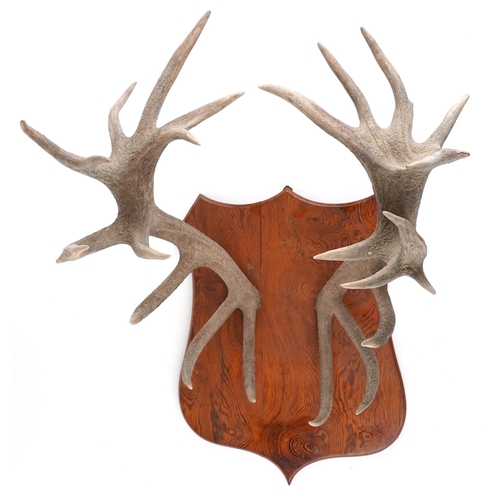 Pair of twelve point stag antlers mounted on an oak shield back, 94cm ...