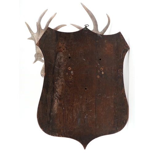 Pair of twelve point stag antlers mounted on an oak shield back, 94cm ...
