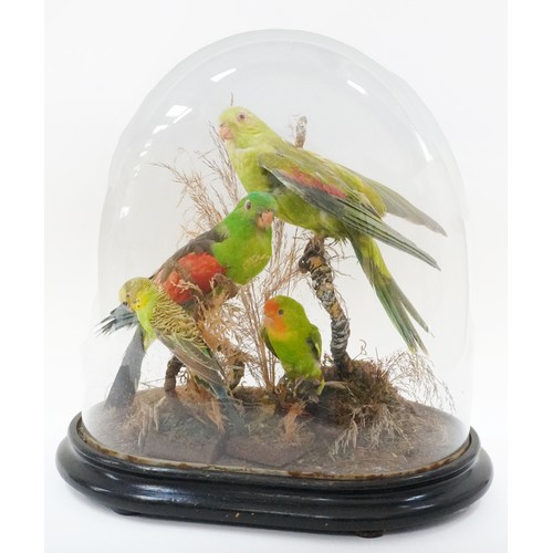 19th century specimen taxidermy display of parakeets and a budgie housed under a glass dome, with naturalistic display, 43cm high.