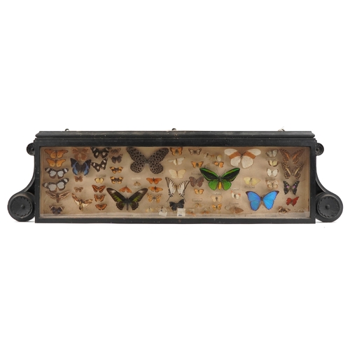 19th century display of specimen butterflies and moths housed in an ebonised glazed display case, 122cm in length.