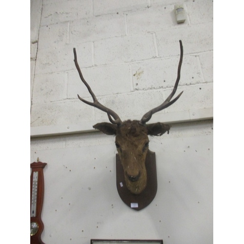 126 - A VINTAGE DEER HEAD WITH ANTLERS MOUNTED ON WOODEN PLINTH