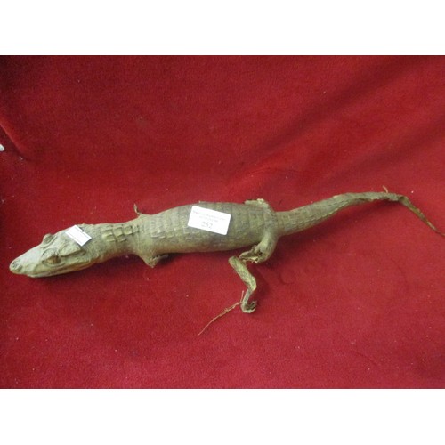 252 - BABY TAXIDERMY ALLIGATOR
