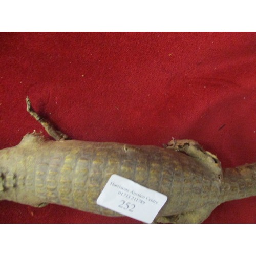 252 - BABY TAXIDERMY ALLIGATOR