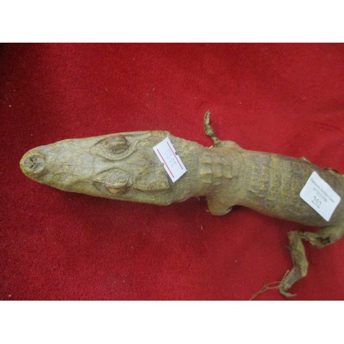 252 - BABY TAXIDERMY ALLIGATOR
