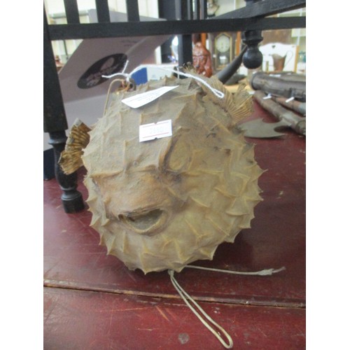 254 - PUFFER FISH