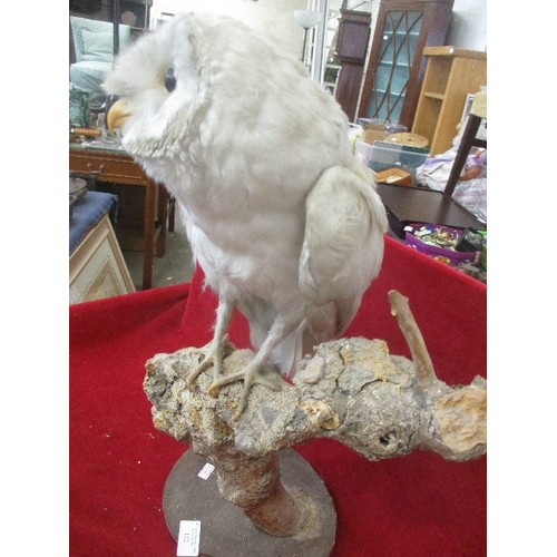122 - TAXIDERMY BARN OWL ON BRANCH, 48CM TOTAL HEIGHT