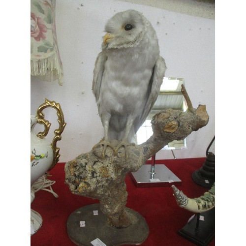 122 - TAXIDERMY BARN OWL ON BRANCH, 48CM TOTAL HEIGHT