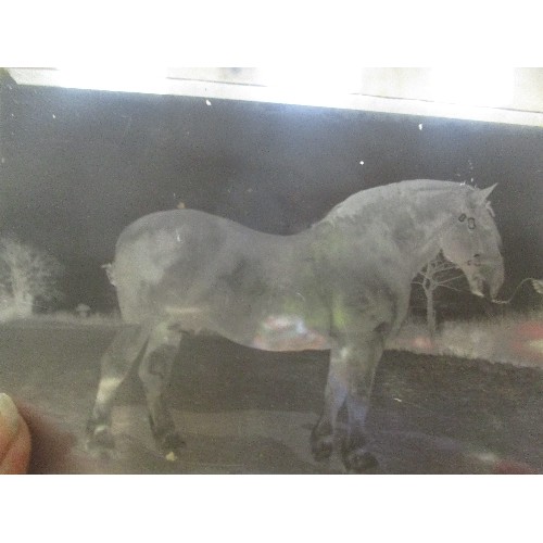 134 - BOX OF GLASS NEGATIVES OF HORSES