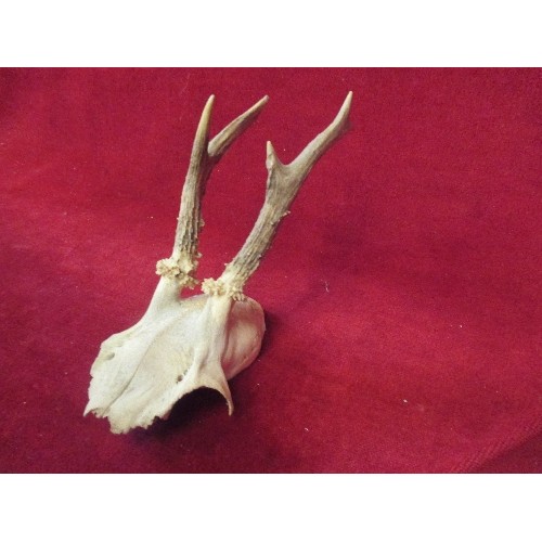 228 - SMALL HORNED SKULL