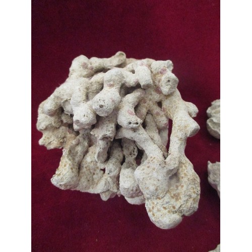 292 - SELECTION OF CORAL