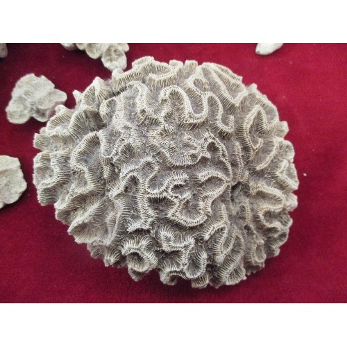 292 - SELECTION OF CORAL