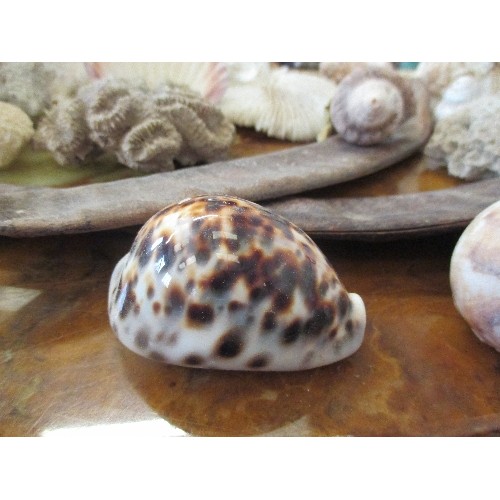 328 - NATURAL HISTORY INTEREST - GOOD COLLECTION OF SEASHELLS, CORAL, BARNACLES  AND LARGE DRIED SEED PODS