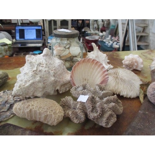 328 - NATURAL HISTORY INTEREST - GOOD COLLECTION OF SEASHELLS, CORAL, BARNACLES  AND LARGE DRIED SEED PODS