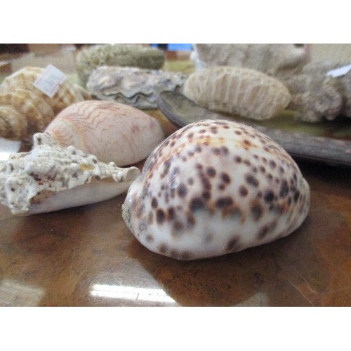 328 - NATURAL HISTORY INTEREST - GOOD COLLECTION OF SEASHELLS, CORAL, BARNACLES  AND LARGE DRIED SEED PODS