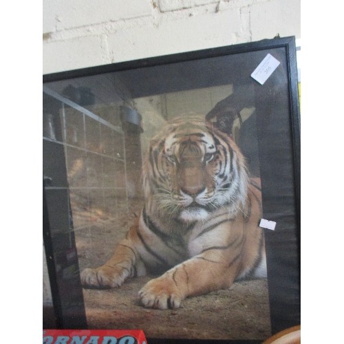 205 - FRAMED TIGER PICTURE, ALSO FRAMED 'WORLDS GREATEST DAD' PICTURES.