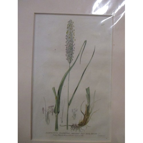 460 - 5 X BOTANICAL AND BUTTERFLY PRINTS INC A PAIR OF ORIGINAL STEEL ENGRAVINGS 1833 OF GRASSES FROM 